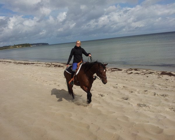 horse Anna Lena M. (German Sport Horse, 2007, from Quaterback)