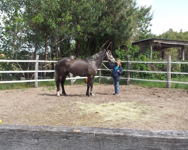 broodmare Chupa Lou (Oldenburg show jumper, 2008, from Clinton H)