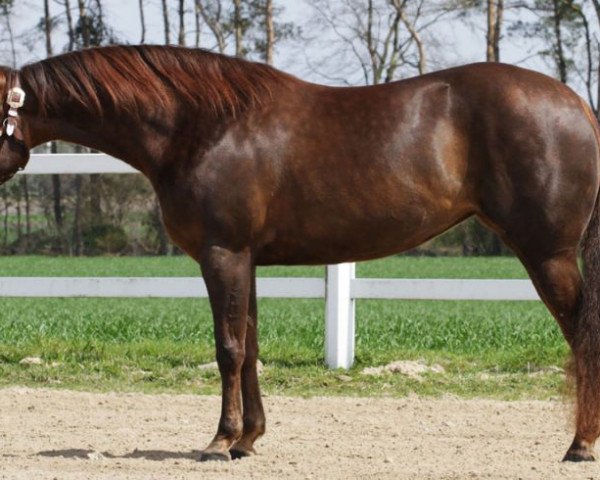 Pferd RH Chic Josie On Top (Quarter Horse, 2009, von Jacs on Top)