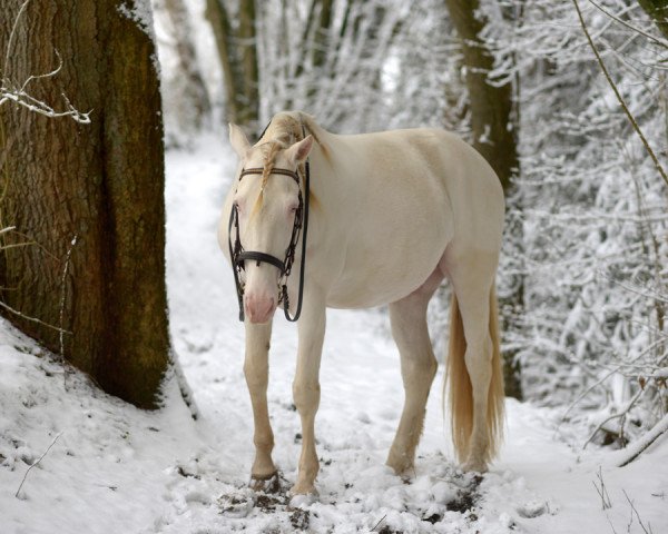 horse Batuto II (Lusitano, 2008)