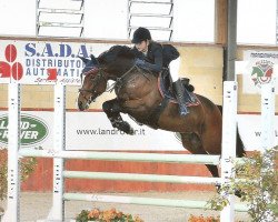 Springpferd Prinz Casall (Holsteiner, 2008, von Casall Ask)