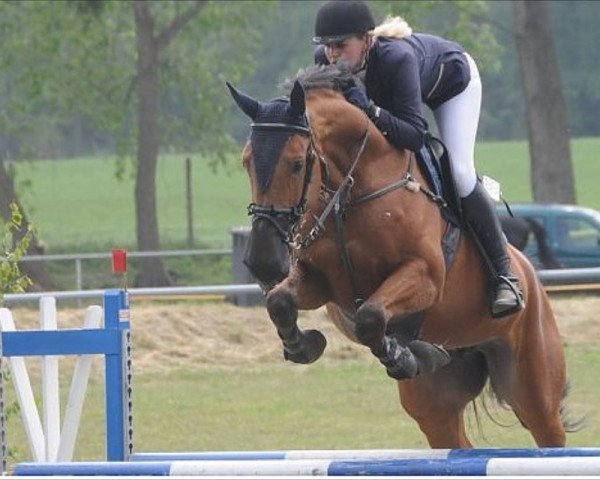 broodmare Cordina 49 (Hanoverian, 2010, from Cardenio)