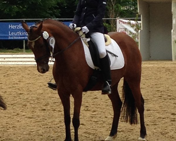 broodmare Lavenia 7 (German Riding Pony, 2005, from Pilgrim’s Red)