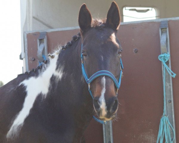 dressage horse Ilana 11 (Pinto / Small Riding Horse, 1998)