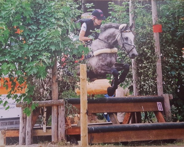 eventing horse Mustang 93 (polish noble half-breed, 2007) eventing horse Mustang 93 (polish noble half-breed, 2007)