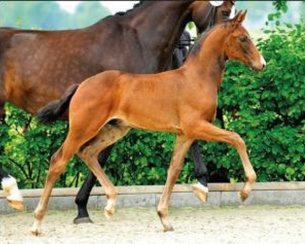 horse Francetto (Oldenburg, 2015, from Franziskus FRH)