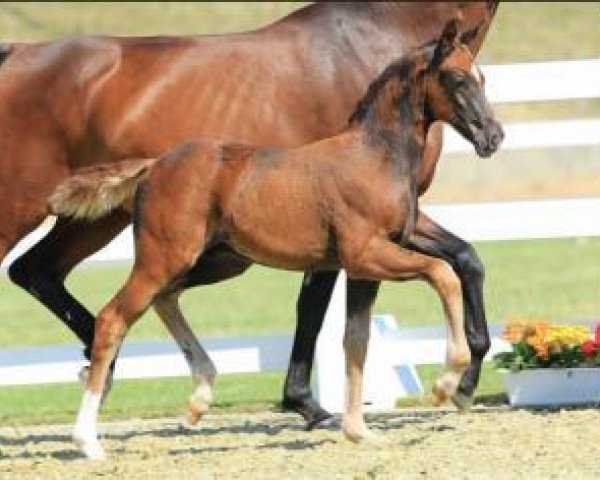 horse Benedetto (Oldenburg, 2015, from Callaho's Benicio)