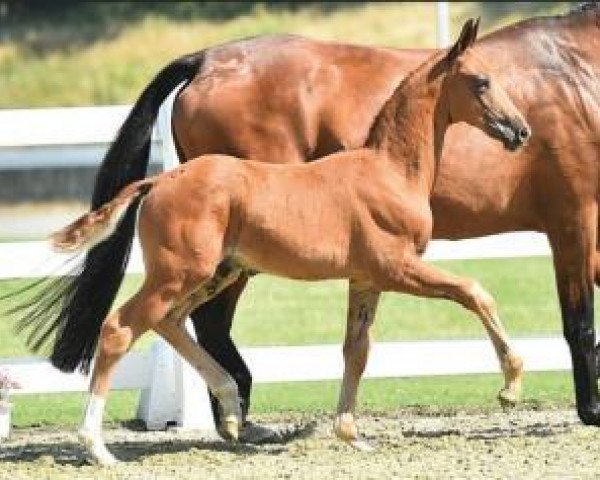 horse Di Santo (Oldenburg, 2015, from Diamond Hit)