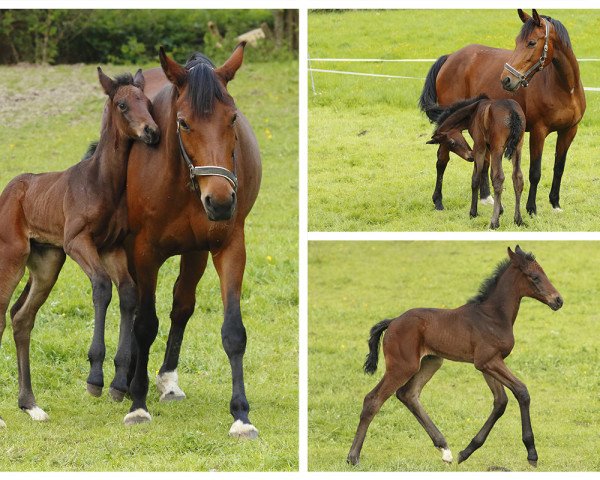 horse Dilkara (Westphalian, 2015, from Destano)