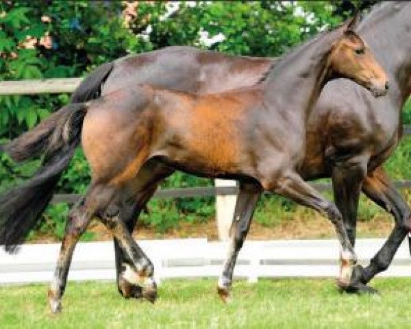 horse Féas (Oldenburg, 2015, from Fürsten-Look)
