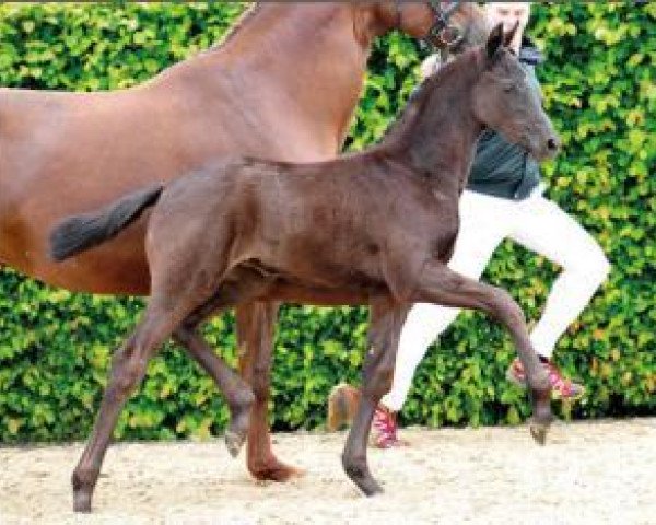 horse Deutschmeisterin (Oldenburg, 2015, from Dante Weltino Old)