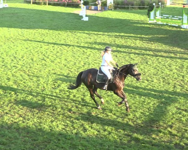Reitturnier Aadorf 2020