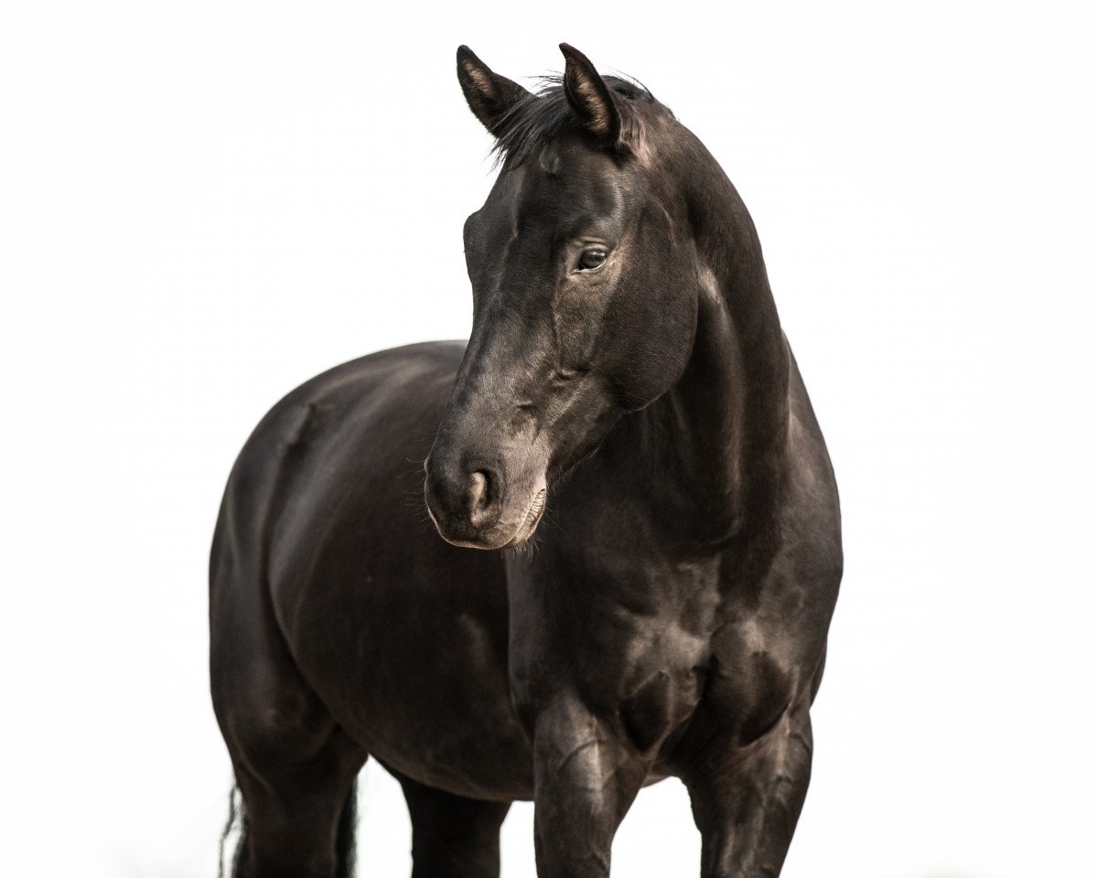 Pferd Fürstenglück (Oldenburger, 2015, von Fürsten-Look)