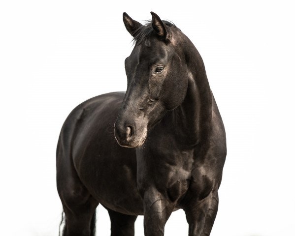 horse Fürstenglück (Oldenburg, 2015, from Fürsten-Look)