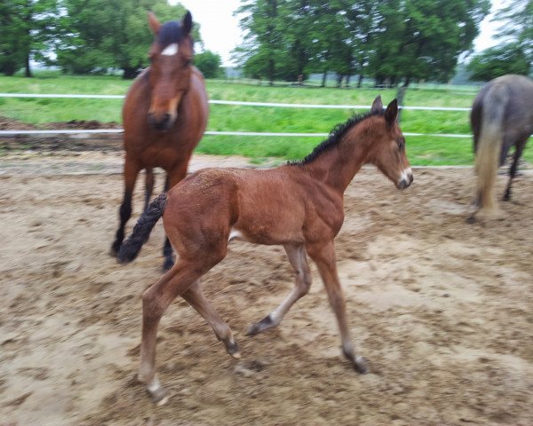 horse Leonidas (Brandenburg, 2013, from Lemwerder)
