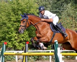 broodmare Lotta M 2 (German Sport Horse, 2009, from Levistano)