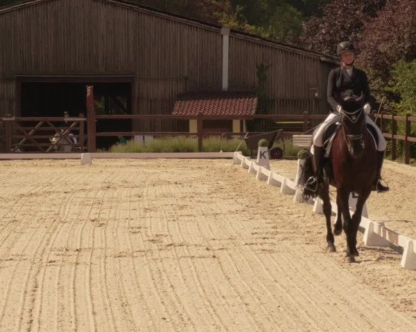 Reitturnier Bübinger Hof 2020