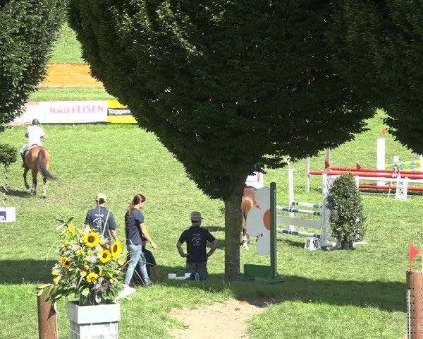 Reitturnier Aadorf 2020