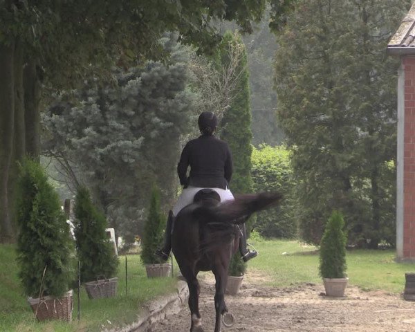 Reitturnier Datteln 2020