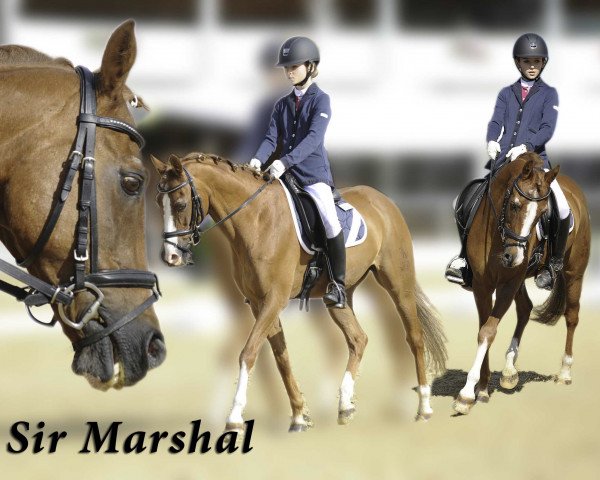 Dressurpferd Sir Marshal (Deutsches Reitpony, 1994, von Marsvogel xx)