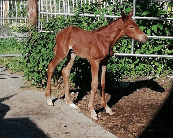 horse Devaria (Hanoverian, 2019, from Dimagico)