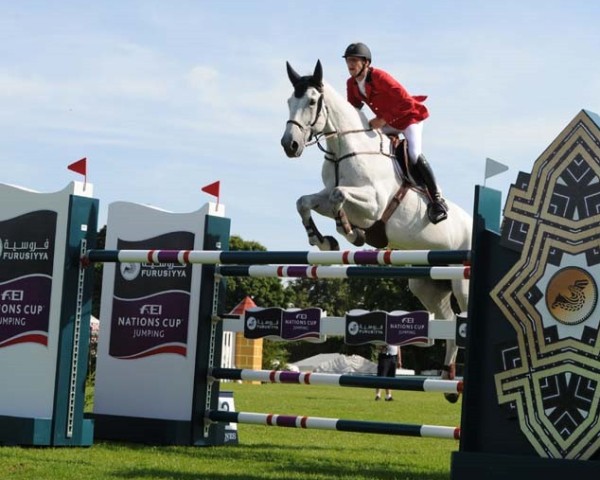 jumper Dylano (anglo european sporthorse, 2001, from Dimaggio) jumper Dylano (anglo european sporthorse, 2001, from Dimaggio)