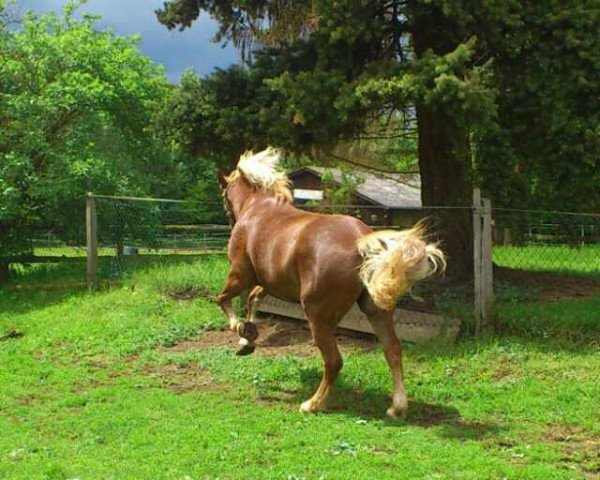 Dressurpferd Robin 717 (Zweibrücker, 2004, von Riemer)