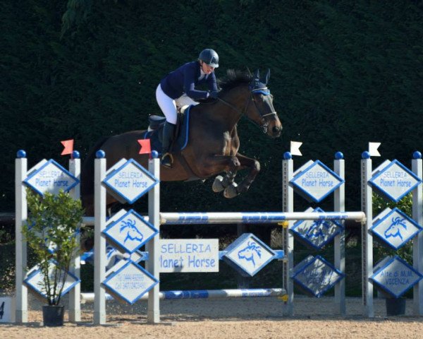 jumper Armani (KWPN (Royal Dutch Sporthorse), 2005, from Larino)
