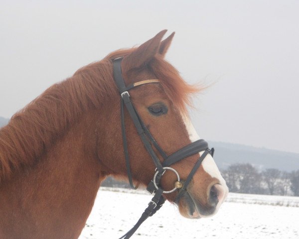 Dressurpferd Bordeaux Delight R (Deutsches Reitpony, 2004, von Baunely's Dipper)