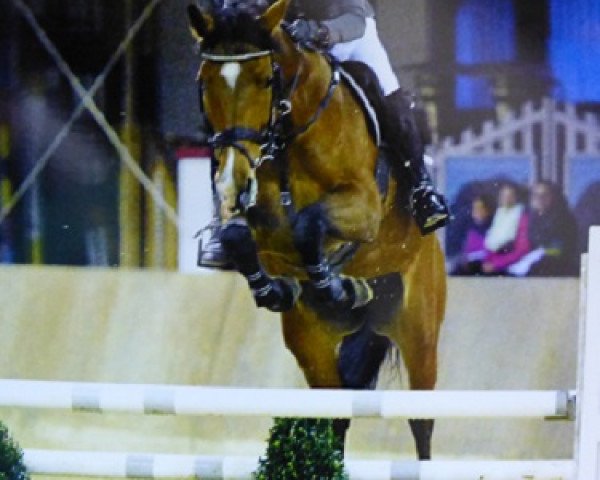 Zuchtstute Takashi (KWPN (Niederländisches Warmblut), 2006, von Timeless)