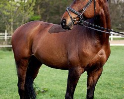 jumper Merkur 176 (German Sport Horse, 2003, from Manhattan)