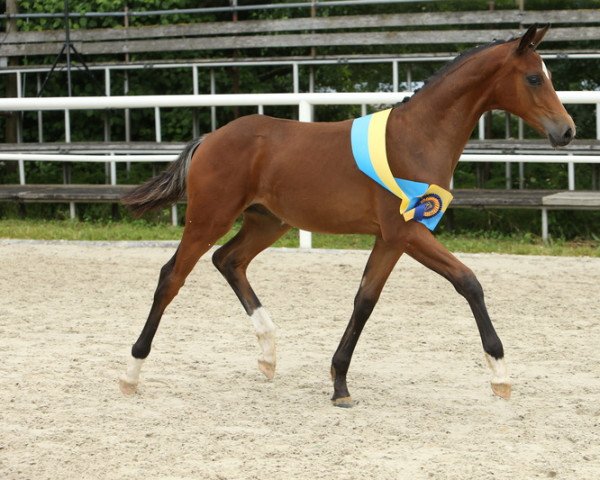 horse Bonjour (German Sport Horse, 2021, from Bohemian)