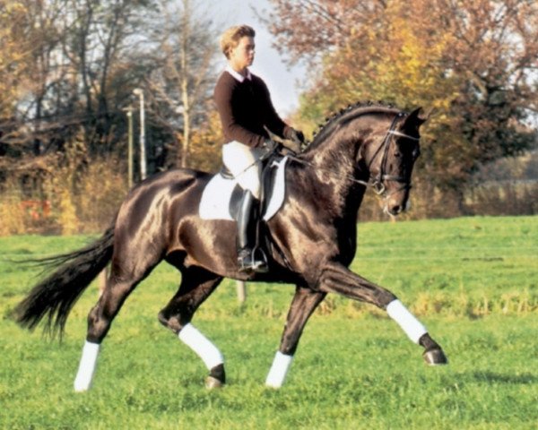 horse Steady (Hanoverian, 2012, from Stedinger)