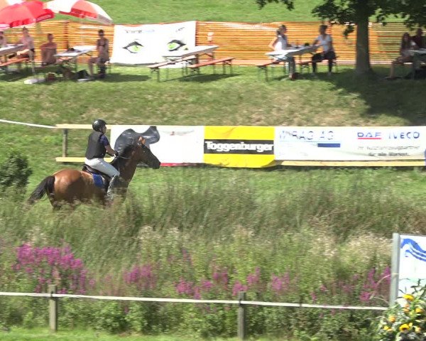 Reitturnier Aadorf 2020