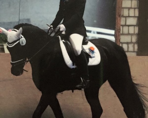 dressage horse Night-Boy (Westphalian, 2000, from Notre Beau)