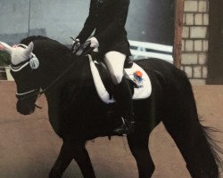 dressage horse Night-Boy (Westphalian, 2000, from Notre Beau)