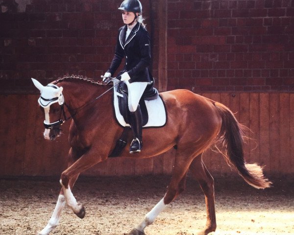 dressage horse Kosby xx (Thoroughbred, 2009, from Lomitas xx)