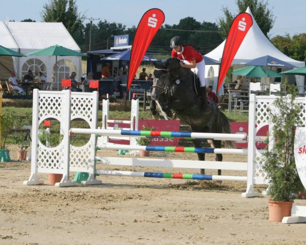 jumper Crooner 2 (Holsteiner, 2009, from Cassiano)