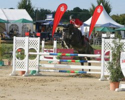 jumper Crooner 2 (Holsteiner, 2009, from Cassiano)