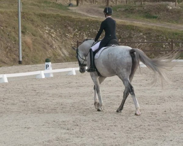 Reitturnier Bübinger Hof 2020