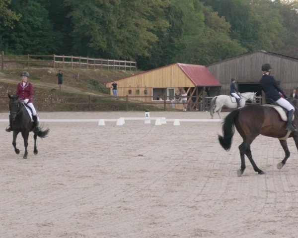 Reitturnier Bübinger Hof 2020