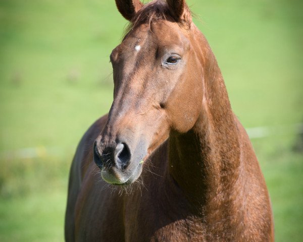 dressage horse Valentino 202 (Hanoverian, 1998, from Velten Third)