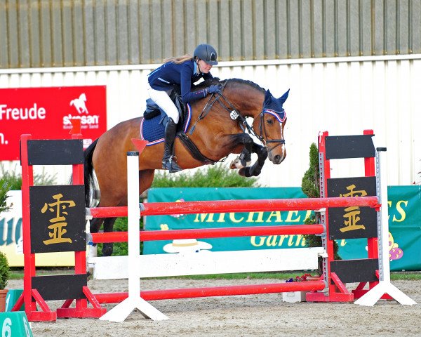 broodmare Lambada 232 (Westphalian, 2008, from Larson)
