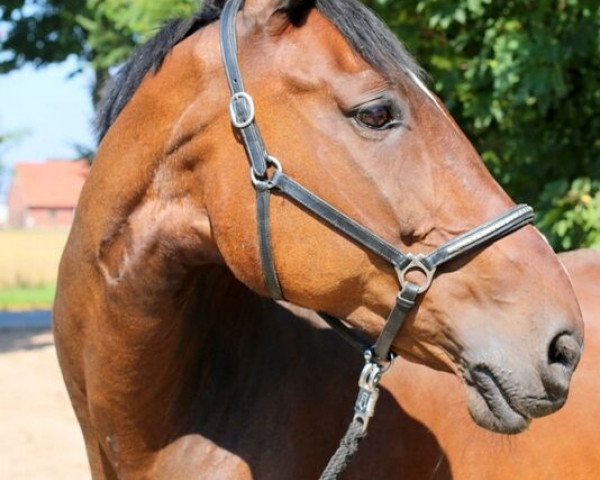 dressage horse Amadeus 424 (Hanoverian, 1994, from Archipel)