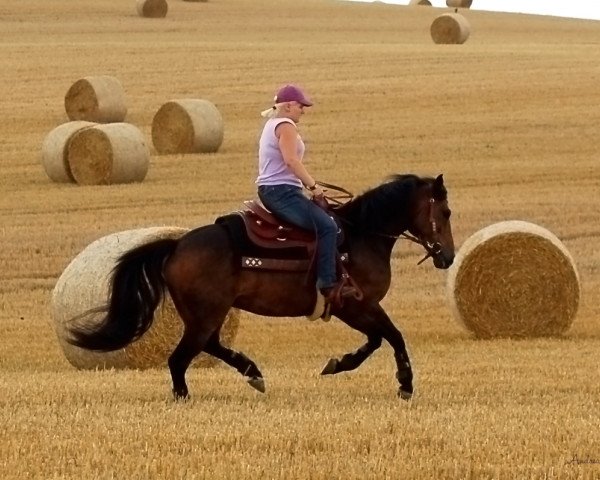 horse Da Vinci (Haflinger Mix, 2004, from Donati)