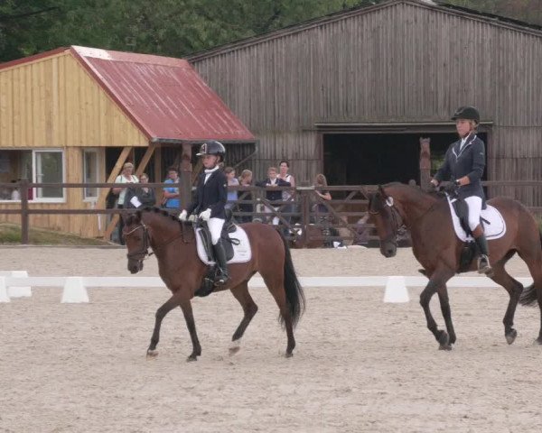 Reitturnier Bübinger Hof 2020