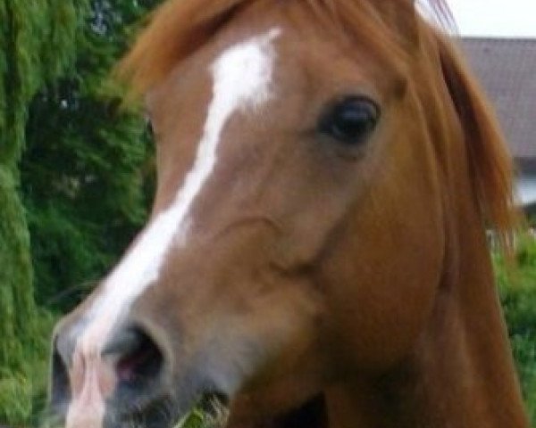 horse Yashmara (Arabian purebred, 1999, from Ar Shandiz ox)