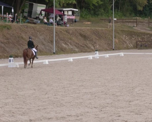 Reitturnier Bübinger Hof 2020