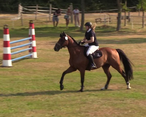 Reitturnier Kellinghusen 2020