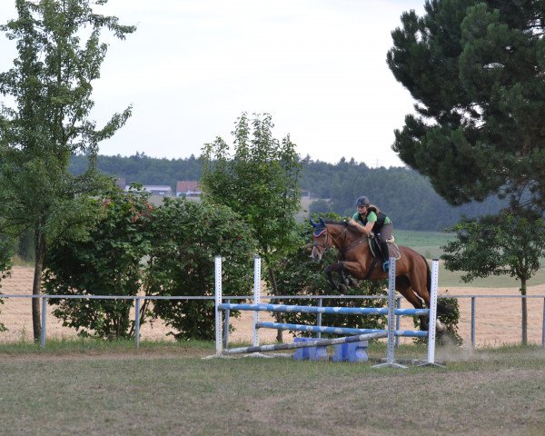 jumper Curley 12 (Zweibrücken, 2004, from Cellini 8)